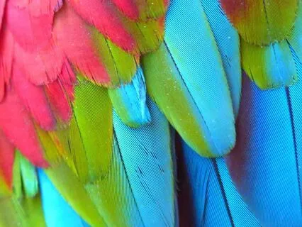 Free As A Bird: Meditation For Authenticity (Kids + Adults)