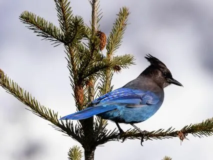 Freedom And Serenity With The Blue Jay