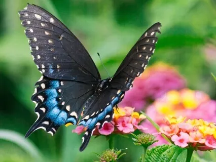 Freedom Butterfly Meditation