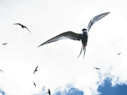 Freedom Freedom Freedom