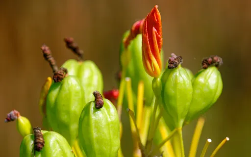 Freedom (Gain Entry To The Bliss) No Music