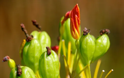 Freedom (Gain Entry To The Bliss) With Music