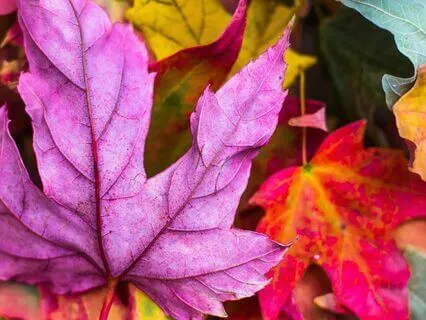 Freedom In The Fall: A Simple Autumn Poem