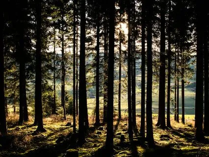 Freedom In The Present Moment - Sleep Time