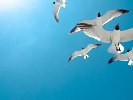 Freedom ( Piano Solo )