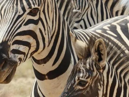 Freedom Through Connection