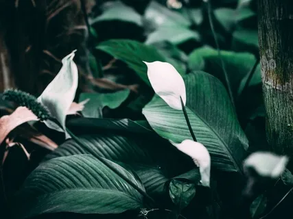 Freedom To Choose Peace & Ease: Nekkhamma