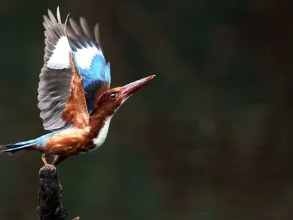 Freedom Within: Releasing Limiting Beliefs