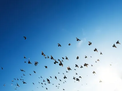 Freedom: Your Divine Destiny