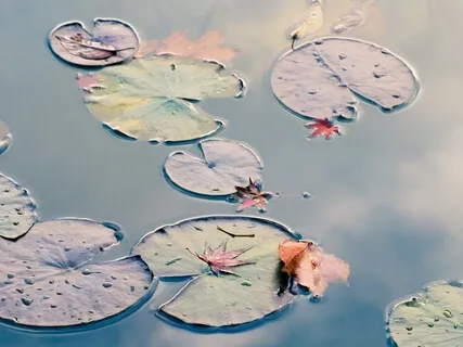 Mindfulness Of Feeling: Freeing The Mind From Reactivity