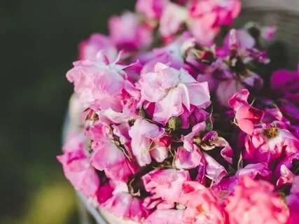 Frequencies Of Compassion With Light Language 