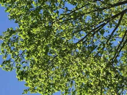 Frequencies Of Gratitude - Light Language 