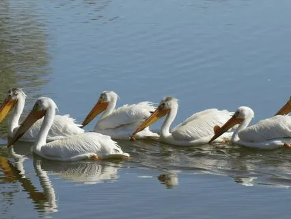 Frequency For Healing Relationships