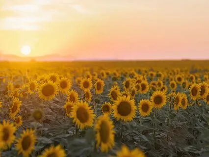 Frequency Of Abundance 888 Hz + Eliminate Blockages 444 Hz