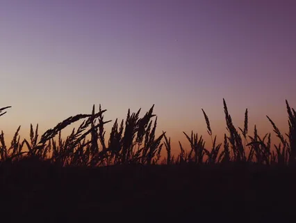 Frequency Of Abundance - Light Language 