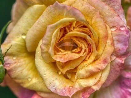 Frequency Of Love Subliminal