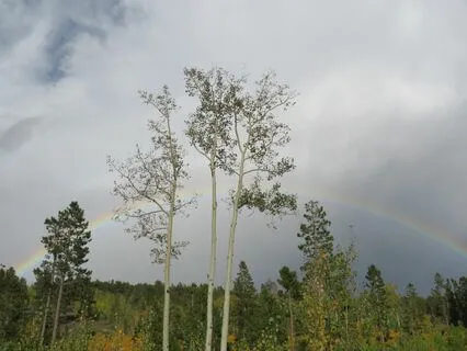 Frequency To Detox The Body (741hz)