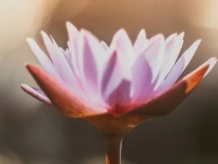 Frequency Visualization