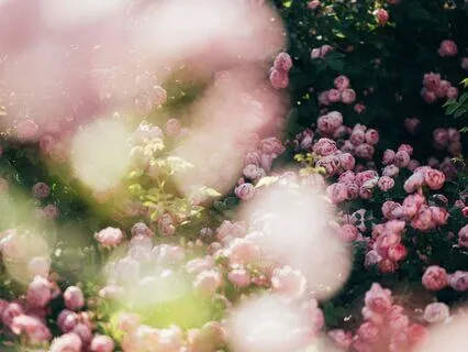 Friday's Inspirations - A Symbol Of Beauty And Harmony