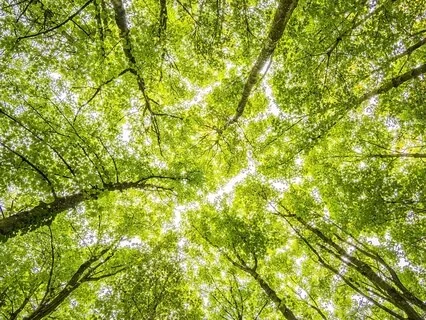 Friedvolle Waldgeräusche & Vogelstimmen zum Entspannen