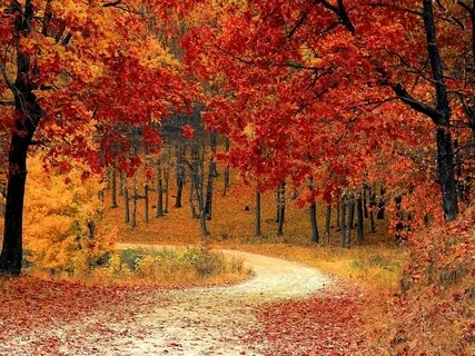 Friedvolle Waldgeräusche zum Entspannen und Heilen