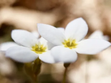 Friendliness (Metta) To Oneself And Others