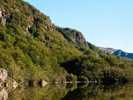 Frizzing Rain Moderate, Forest Rain Melody
