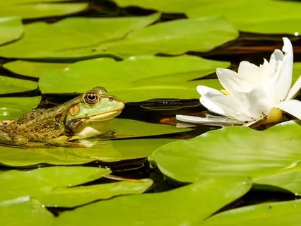 Frog Ambience (4 Minutes Of Frogs)
