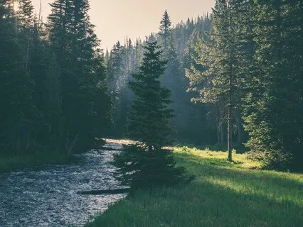 Frog Knowledge For Sleep