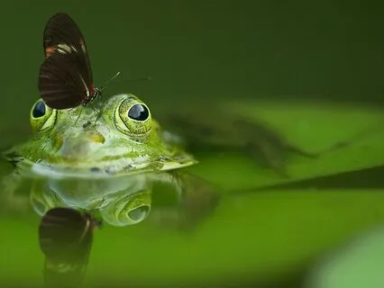 Frog Music Box: Water, Frogs, Music...