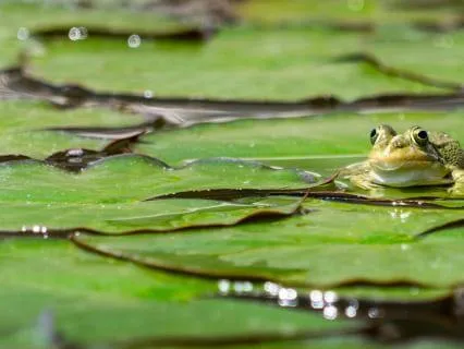 Frog Pond Morning