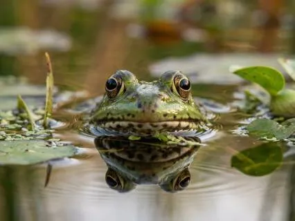 Frog Sounds for Sleep & Deep Relaxation