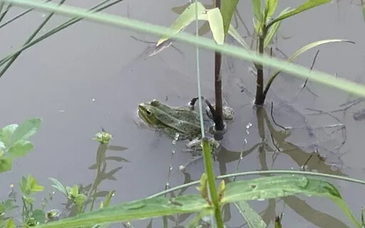 Frogs In Conversation - Listen And You Are In The Here&Now