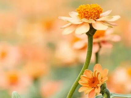 Frolin - How Are You