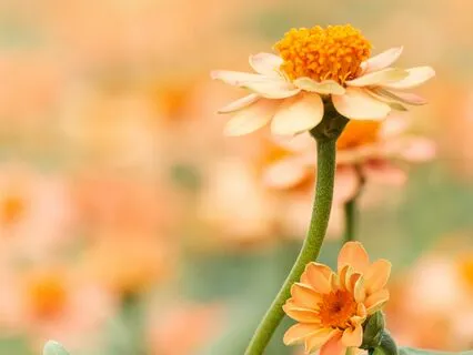 Frolin - Love Is Everywhere