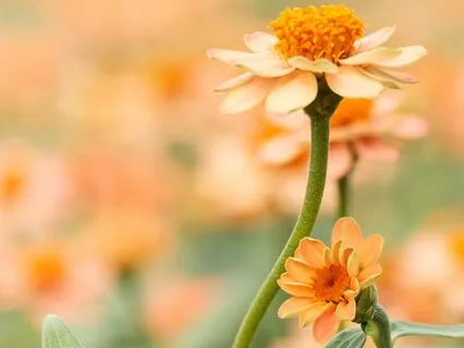 Frolin - One Universe