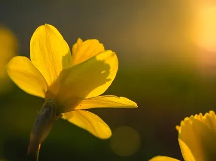 Somatic Visualization 