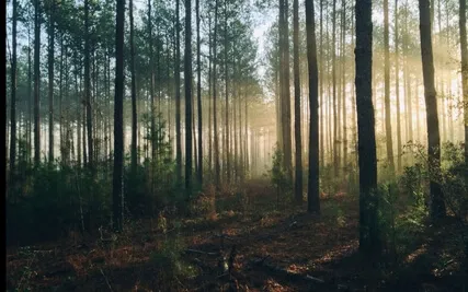 From Addiction To Attainment: The Journey To Self-Realization