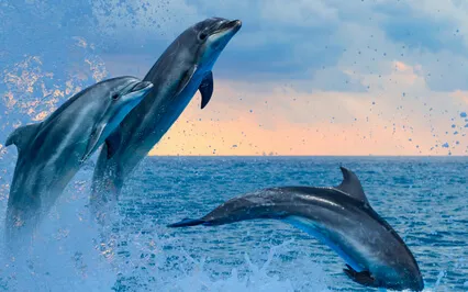 From Anxiety To Awesome