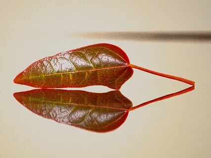 From Complexity To Simplicity