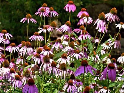 From Conflict To Peace