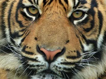 From Fawn To Fierce: Break The Cycle Of People-Pleasing