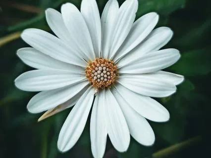 Fearlessness Fearlessness