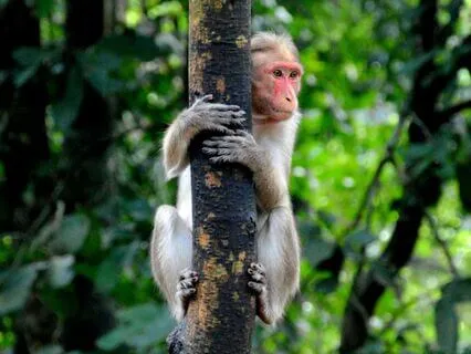 From Fear To Flow: A Wood Monkey Visualization