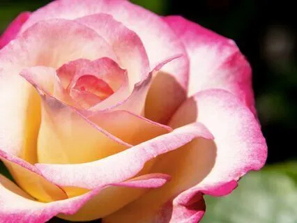 From Fear To Full Bloom