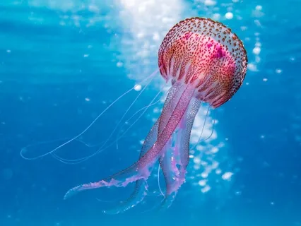 De l'humanité à l'eternité