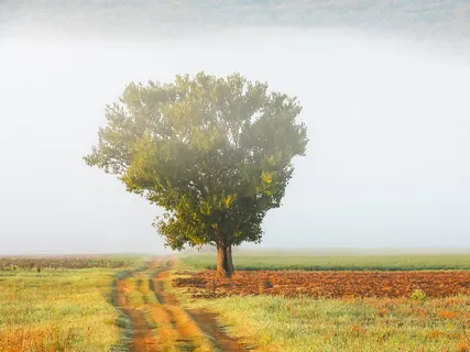  From Loneliness To Solitude - A Musical Journey