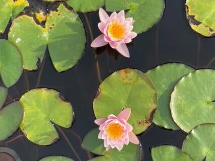 From Mud To Beauty: Wisdom From The Lotus Flower