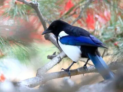 From Overthinking To Insight: A Magpie Spirit Meditation