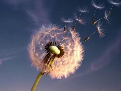 From Scarcity To Abundance